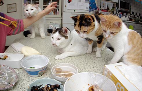 猫咪吃饭爆料视频,萌态十足引网友热议 第3张 猫咪吃饭爆料视频,萌态十足引网友热议 第3张