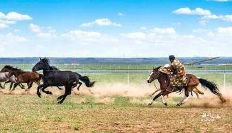 蒙古精神在线观看,在线观看之旅  第3张